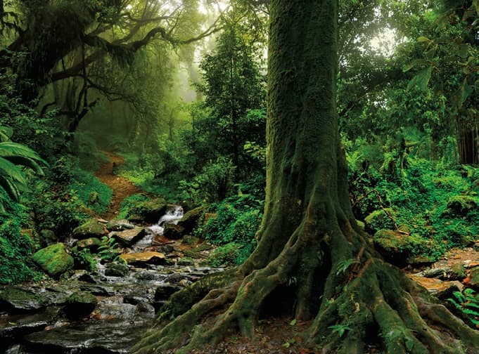 Tree in a dark forest for Carbon Neutral