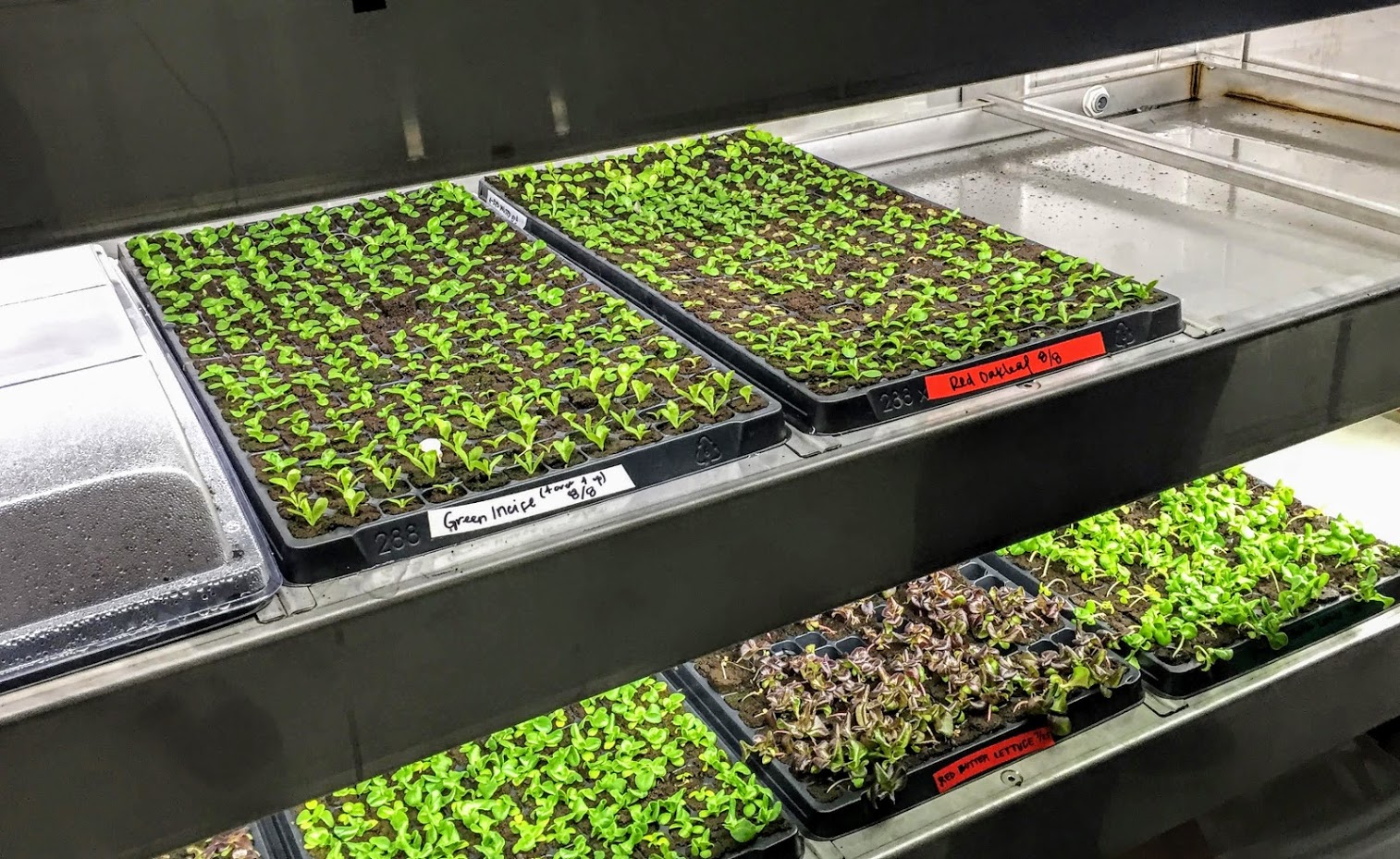 Hydroponics Sow Seeds