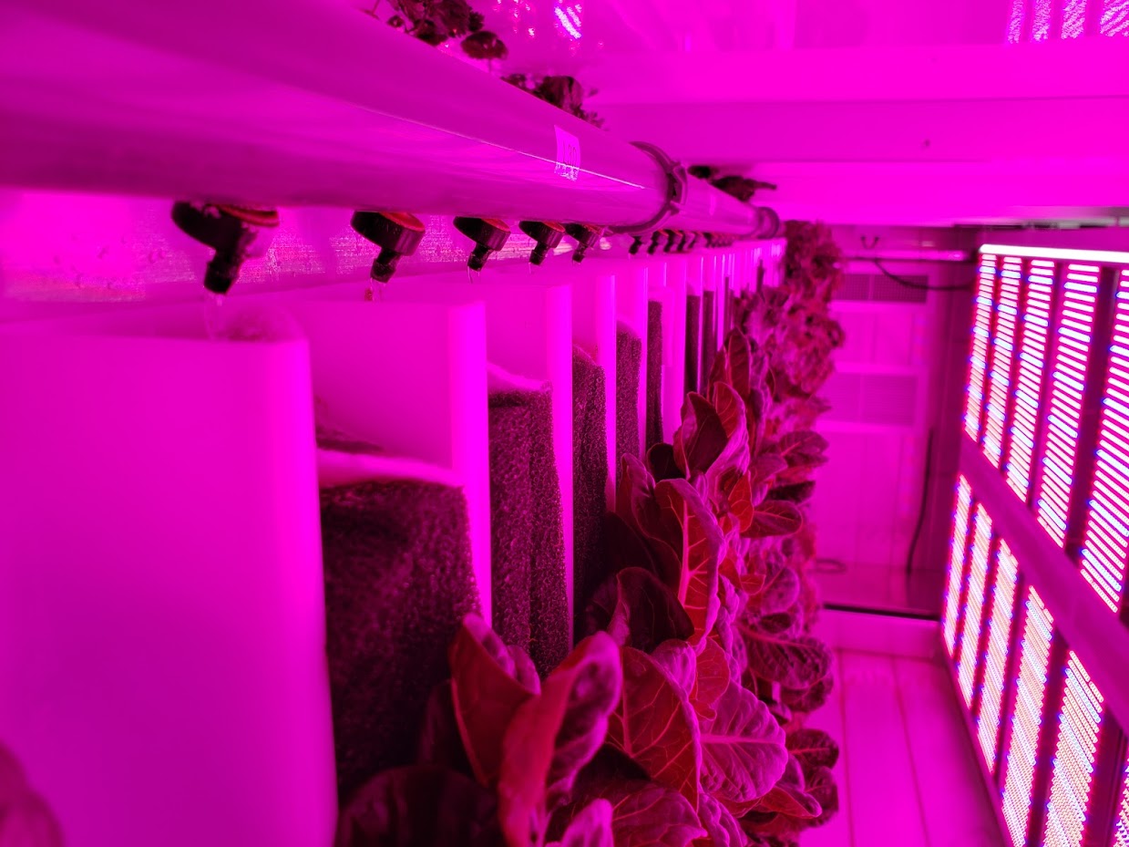 Hydroponics Under LEDs