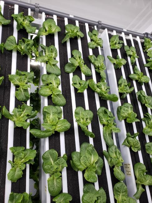 Hydroponic Vegetables Sloan Sustainability
